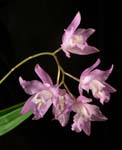 L eyermaniana